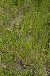 Fescue sedge